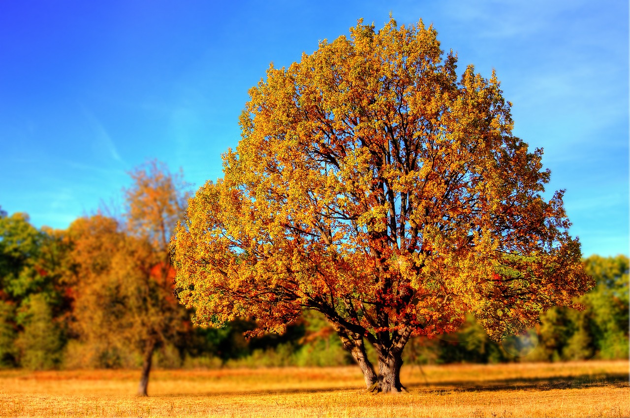 Autunno, già lo sentimmo venire…